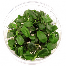 Анубиас нана (меристема)