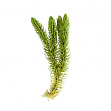 Баранец растопыренный (Huperzia squarrosa)