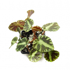Бегония (Begonia Cleopatrae)