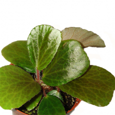 Бегония Бланка (Begonia Blancii)