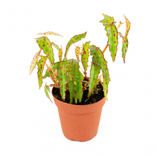 Бегония амфиоксус (Begonia amphioxus)