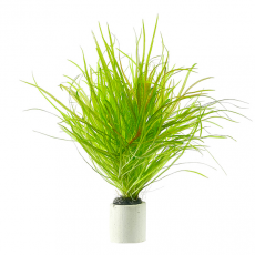 Бликса японская (с грузом) (Blyxa japonica)