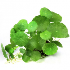 Гидрокотила мутовчатая (в горшке) (Hydrocotyle verticillata)