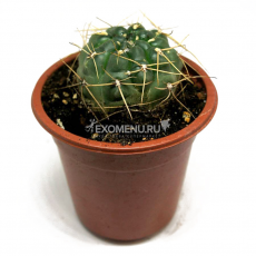 Гимнокалициум эуриплеурум (Gymnocalycium eurypleurum) 8'