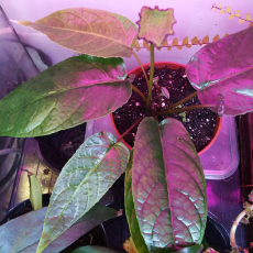 Дорстения (Dorstenia bahiensis)