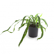 Кампилонереум узколистный (Campyloneurum angustifolium)