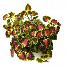 Колеус (Coleus sp mini)