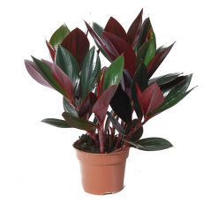 Костус эритрофиллус (Costus erythrophyllus)