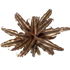 Криптантус двуполосый (Cryptanthus bivittatus «Chocolate Soldier»), M