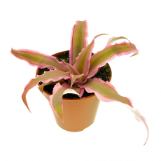 Криптантус двуполосый (Cryptanthus bivittatus « pink starlight»), M