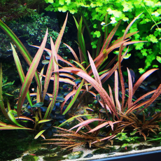 Криптокорина альбида (в горшке)