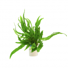 Папоротник Филиппинский (с грузом) (Microsorum pteropus Philippine)