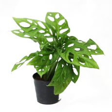 Монстера (Monstera expllata (monkey mask))