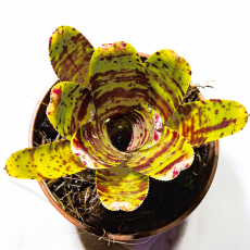 Неорегелия (Neoregelia Alley Cat)