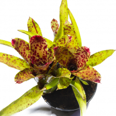 Неорегелия (Neoregelia Cheers)