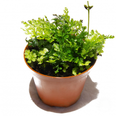 Папоротник Бейби Лиф (bolbitis heteroclita baby leaf)