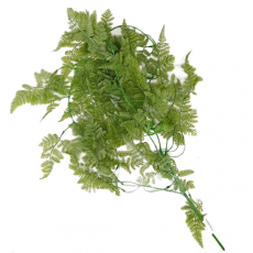 Папоротник ампельный курчавый светлый