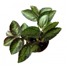 Пеллиония ползучая (Pellionia sp.var)
