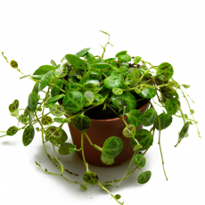 Пеперомия (Peperomia Prostrata)