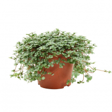 Пилея (Pilea Glauca)