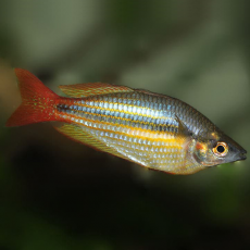 Радужница австралийская