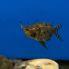 Сом Синодонтис батенсода перевертыш