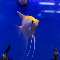Скалярия золотая (S) (Pterophyllum scalare)