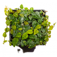 Фикус (Ficus pumila Minima)