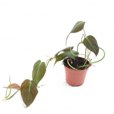 Филодендрон (Philodendron Micans)
