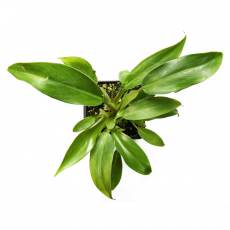 Филодендрон (Philodendron Mini sp.)