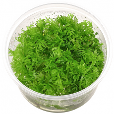 Цератоптерис индийский (меристема)