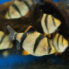 Барбус суматранский (XL) (Puntigrus tetrazona)