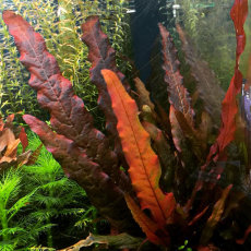 Барклайя длиннолистная красная (клубень)