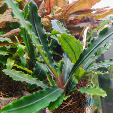 Буцефаландра Вельвет (ветка) (Bucephalandra sp. Velvet)