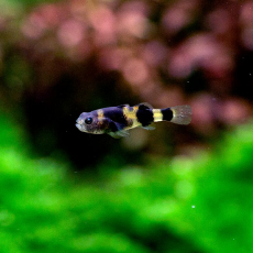 Бычок пчелка (Brachygobius doriae)