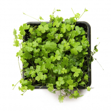 Гидрокотила трипартита (Hydrocotyle tripartita)