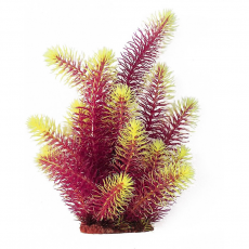 Кабомба красно-салатовая 25 см в картонной коробке