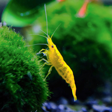 Креветка вишневая желтая (Neocaridina denticulata sinensis var. yellow)