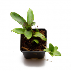 Неорегелия (Neoregelia Akeso)