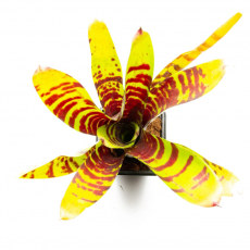 Неорегелия (Neoregelia Cat s Whiskers)