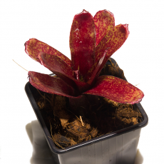Неорегелия (Neoregelia Red Waif)
