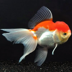 Золотая рыбка Оранда красно-белая (M) (Carassius auratus var.)