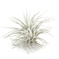 Тилландсия (Tillandsia Tectorum), S