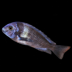 Трофеус звездчатый (M)