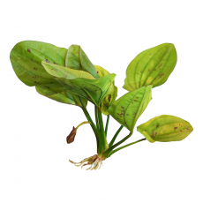 Эхинодорус Желтое Солнце