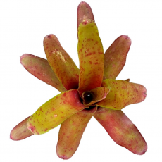 Неорегелия (Neoregelia Blood Red)
