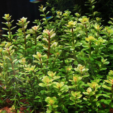 Аммания Бонсай (с грузом) (Ammania Bonsai)