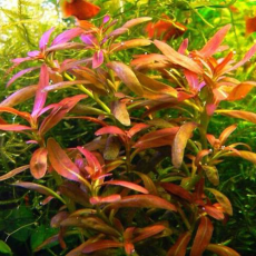 Аммания Сулавеси (с грузом) (Ammania sp Sulawesi)