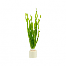 Валлиснерия торта (с грузом) (Vallisneria spiralis torta)