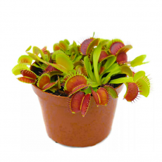 Венерина мухоловка (Dionaea muscipula), горшочек 12см